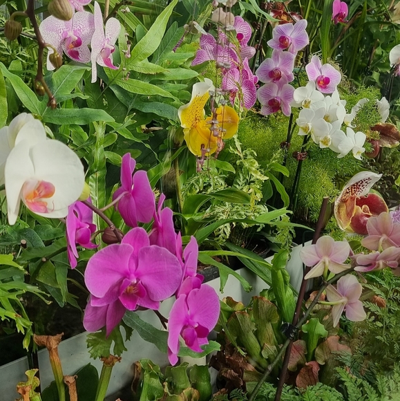 Meet your Posher, Michelle - Picture 1 of 1